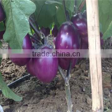 Hybrid F1 Eggplant Seeds Qian Hong