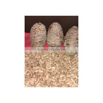 cedrus seed with for plantation