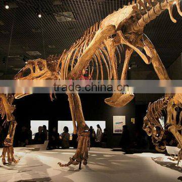 National Museum Quality High Simulaiton Dinosaur Skeleton