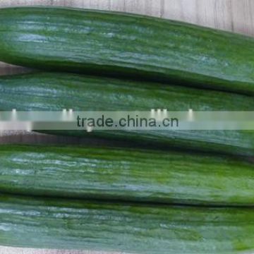 High Yield Mini Hybrid Cucumber Seeds For Cultivation-Europa No.3 F1