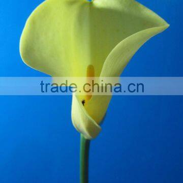 Most popular hot-sale yellow calla lily