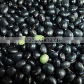 2014 high organic black soybean