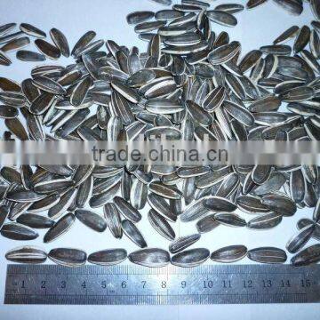 Sunflower seeds 5009, US type, 180g/tsw