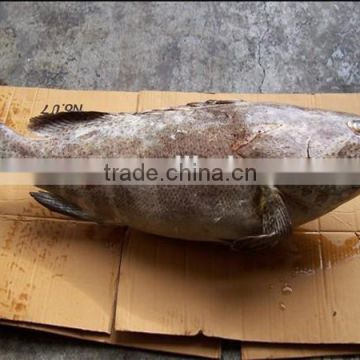 wholesale frozen giant fresh grouper fish