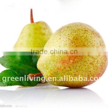 nutritious Chinese ya pear