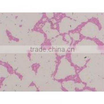 Bacterial slides , Microbial slides