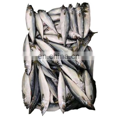 Raw frozen pacific mackerel fish whole round for export