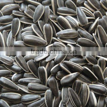 new crop Black Sunflower Seeds 5009