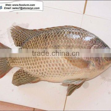 Quality Sea Fish from China- Frozen Tilapia fish