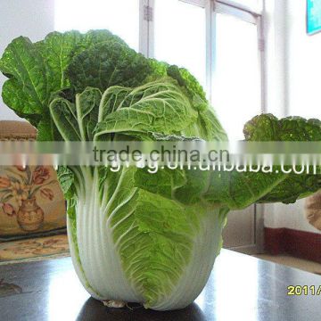GOOD QUALITY FRESH CHINESE CABBAGE