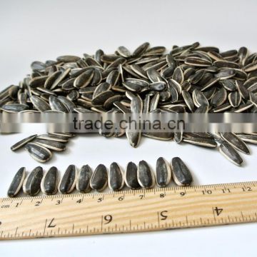 363 bulk sunflower seeds