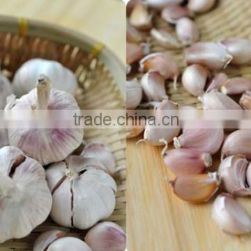 Hot sale fresh Chinese normal white garlic