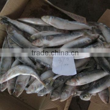 6-8 Frozen Sardines Fish