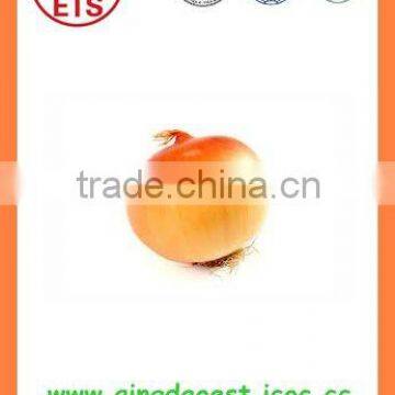 Chinese export Fresh Yellow Onion