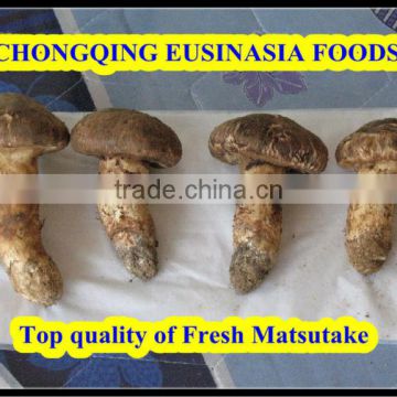 fresh Chinese matsutake from 2014 crop