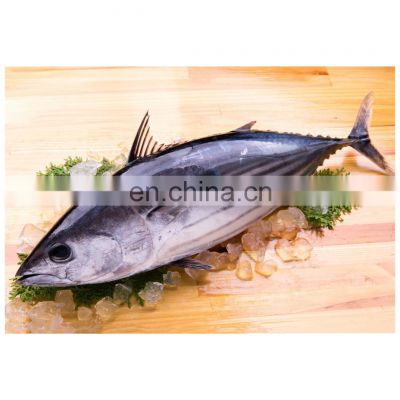 IQF WR frozen skipjack tuna good quality  for export