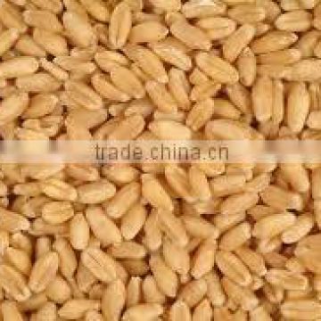 indian organic wheat