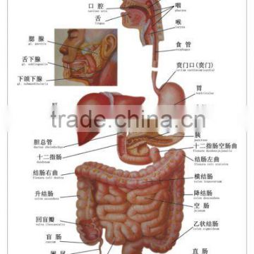 Artpaper Medical wall chart--digestive system