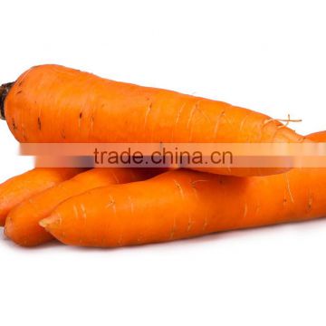 Best price of fresh carrots for sale