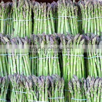 Fresh Asparagus- Frozen Asparagus- High quality and Best price