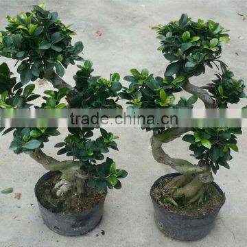 tropical bonsai tree sale s shape ficus pot