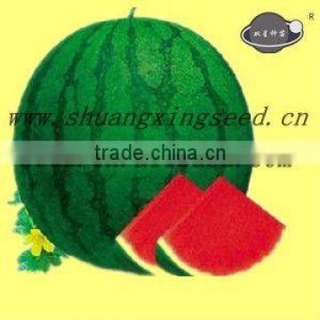 TWX 1 chinese medium maturity seedless watermelon seeds