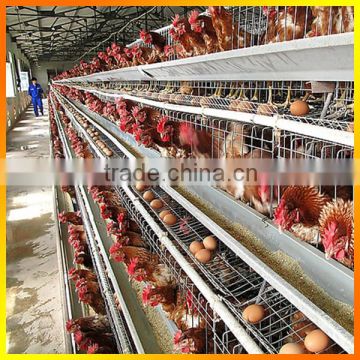 Galvanized A frame chicken farm equipment rearing cage