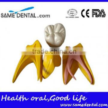 Dental 15 times permanent teeth decomposition model DEA-37