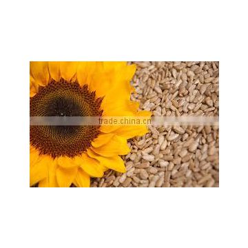 high quality white sunflower kernels confectionary grade sunflower kernels