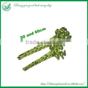 Natural Plants Spiral Lucky Bamboo