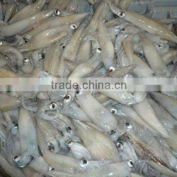 Seafood Export WhosaleFrozen California Squid
