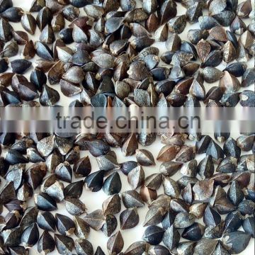conventional buckwheat 2015crop good quality for sale