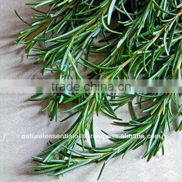 Pure Rosemary Oil for Hair Loss