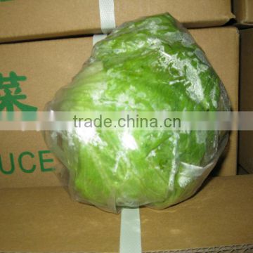Hot-sell green fresh lettuce