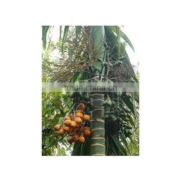 Areca catechu (Betel Nut Palm, Betel Palm, Areca-nut Palm,Bunga, Pinang, Jambe)