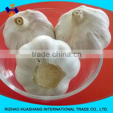 red fresh garlic size5.5cm