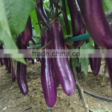 HE18 Jangli long purple red hybrid eggplant seeds