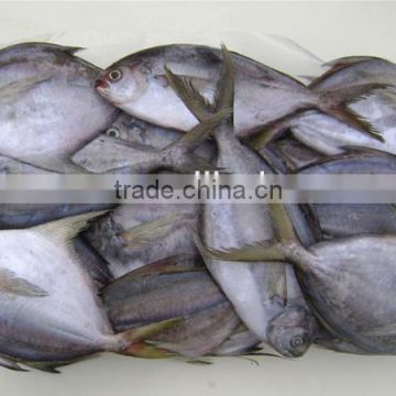 frozen South America butter fish seafood