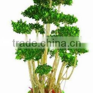 Ficus microcarpa plants