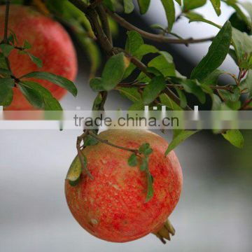 Pomegranate P.E./Punica granatum Linn./476-66-4