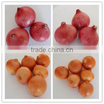 2016 Newest CROP Fresh Yellow Onion