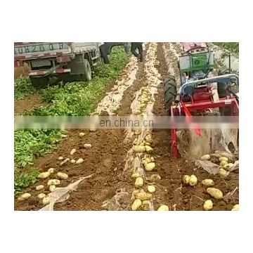 combined potato harvester