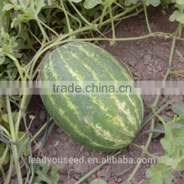 NW12 Houlai Good price quality seeds, vegetable seeds manufactory