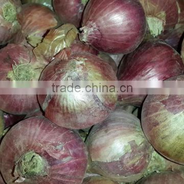Big size Onion for Singapore markets