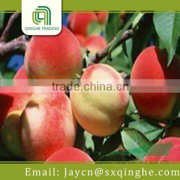 organic fruit name peach