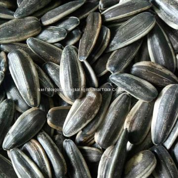 black sunflower seed  of type 361 in shell