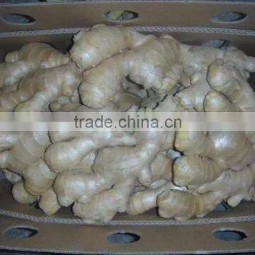 fresh ginger importers