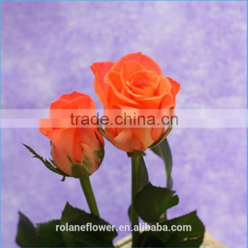 high quality wholesale Dubai fresh flower importers flowers rare rose fresh anthurium rose wholesale all types of flowers