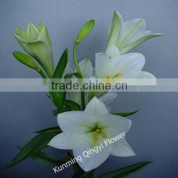 Supply high quality fresh cut oriental white lily with fast delivery