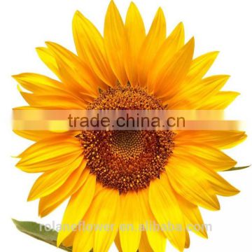 Hot sale new product China fresh lily flower for women's day